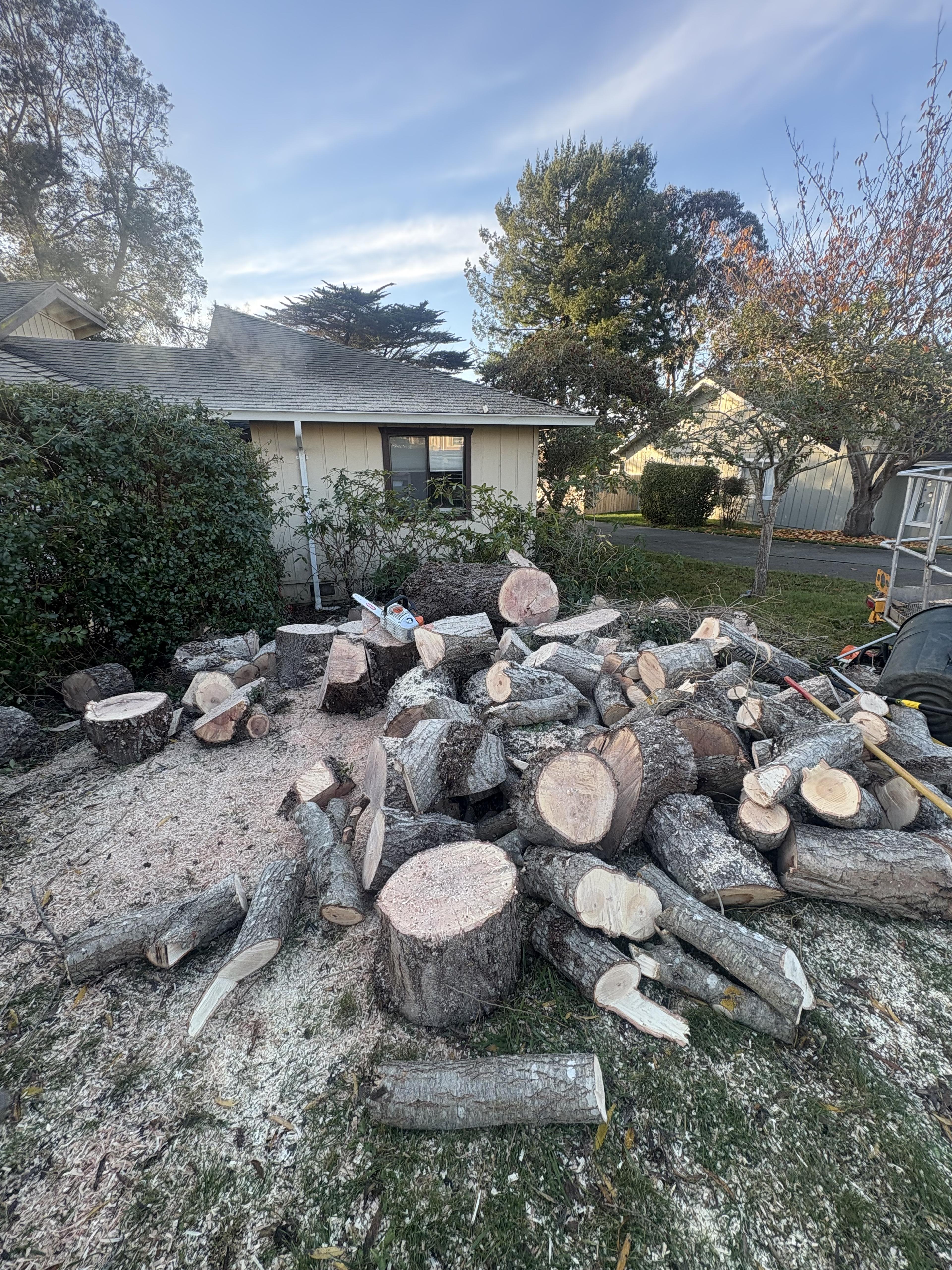 Hazardous Tree Removal